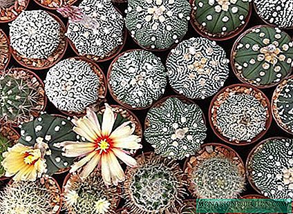 Cactus Astrophytum: et exempla in diversis options cura domi