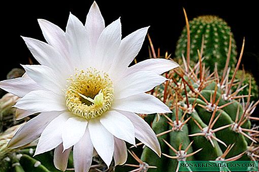 Cactus echinopsis: ekzemploj de plantzorgado kaj ĝiaj variaĵoj