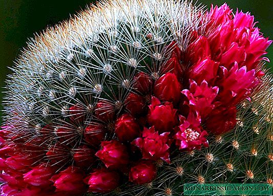 Cactus Mammillaria: Plantaj Prizorgaj Teknikoj kaj Popularaj Specoj