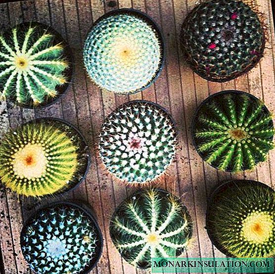 Kaktus ing pot: conto tanduran sing cocog lan pilihan kanggo sawetara kembang