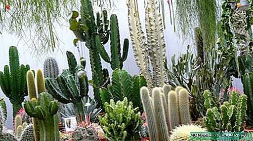 Kaktusse in die huis: goeie of slegte en volksborde