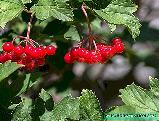 Viburnum crvena je grm ili drvo, - opis