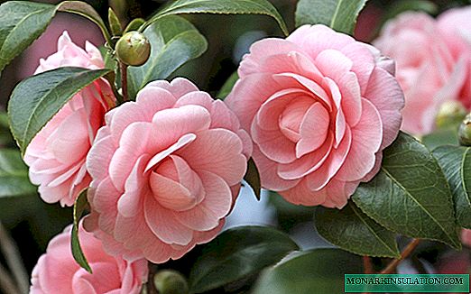 Duwa la Camellia - Japan, Red, Chinese White
