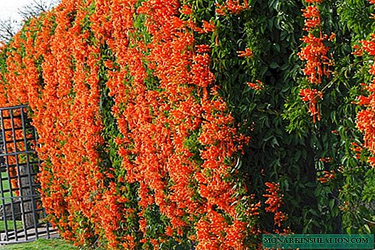 Campsis liana (Campsis) - үндэс, том цэцэгтэй, эрлийз зүйл