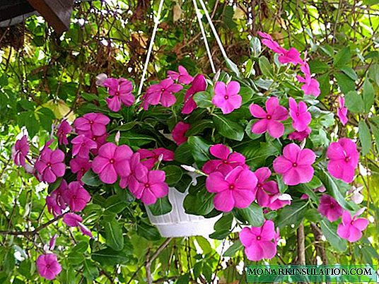 क्याटारान्टस एम्पेलिस - के फूल