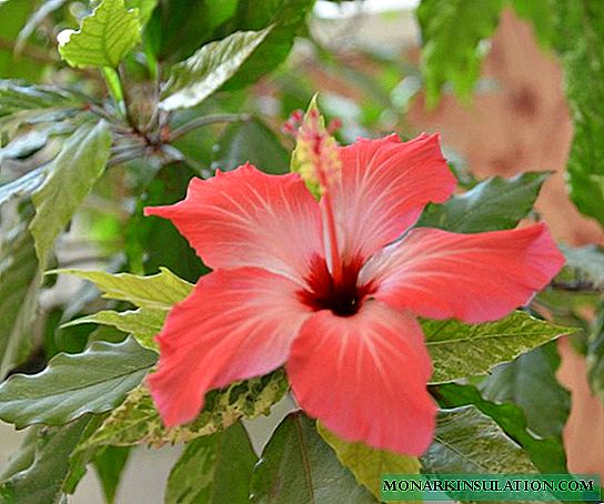 Inda rozo (hibiscus) - varioj, zorgo kaj reprodukto