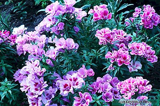 Clarkia agraciada (Clarkia unguiculata): como son as plántulas e flores da planta