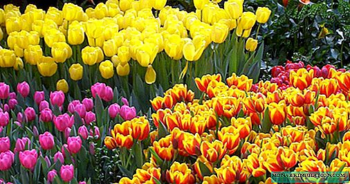 Wakati wa kupandikiza tulips