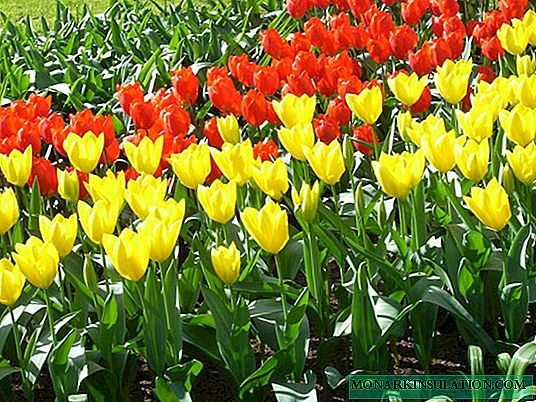 ဘယ်အချိန်မှာ tulips စိုက်