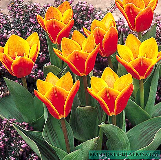 Cando cavar os bulbos de tulipas despois da floración