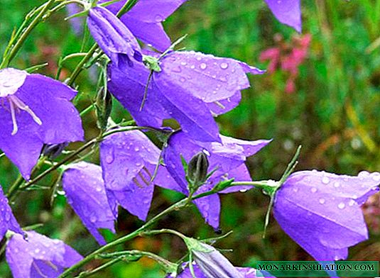 Lule Bluebells - përshkrimi i bimës dhe specieve