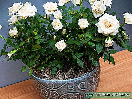 Mawar njero ruangan: perawatan omah lan cara reproduksi