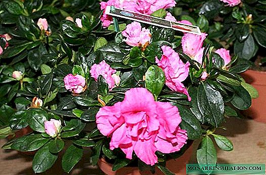 N'ime ime Rhododendron Shrub - Mmeputakwa na Nlekọta