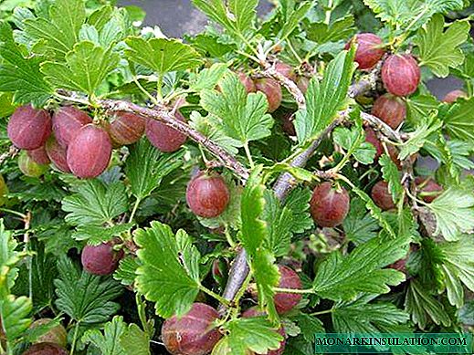 Gooseberry non-bearing - ciri tina beureum sareng hideung