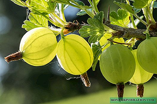 انگور فرنگی مالاکیت - پس از چیدن توت ها با گیاه چه کار کنید