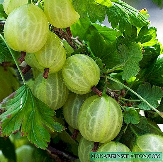 Цариградско грозде цариградско грозде - карактеристики и карактеристики на грмушка
