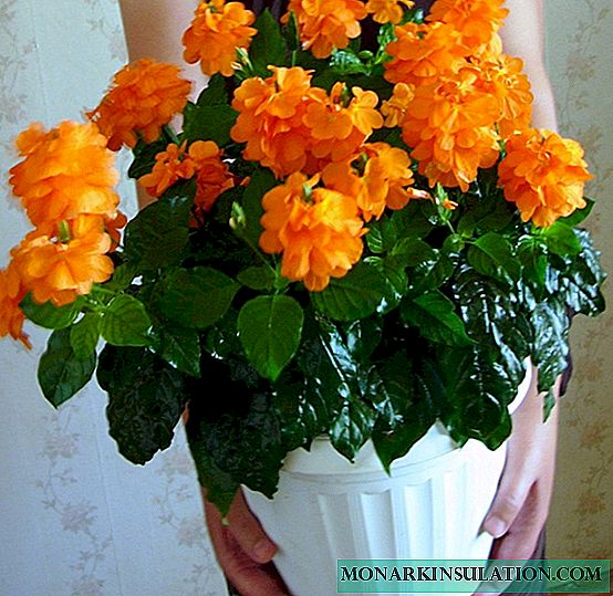 Crossandra: kujdesi në shtëpi dhe shumimi i luleve