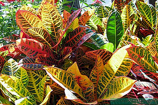 Croton - tuisversorging en hoe om hierdie plant nat te maak