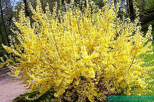 Forsythia shrub ან ყვითელი გამაგრება - აღწერა