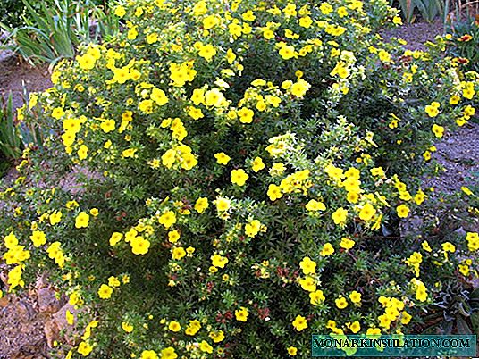 Ang cinquefoil shrubby yellow, puti, pink