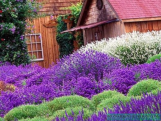 Lavender nare-çepê (Lavandula angustifolia)
