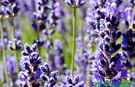 Lavender - lumalaki mula sa mga buto sa bahay
