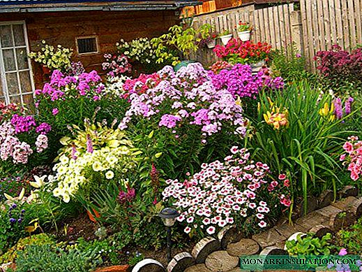 Lavatera perennial - kulîlkên spî û reş li baxçe