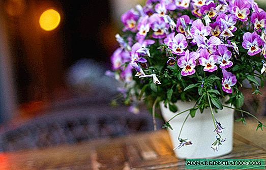 Гүл Viola түстүү дарылык касиеттери - өсүмдүктүн бир сүрөттөлүшү
