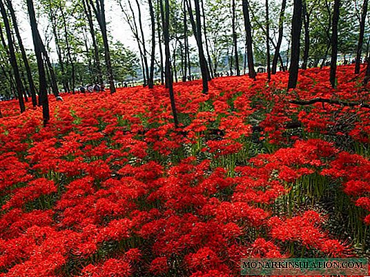 Цвет ликори (Lycoris) - важноста на растенијата во различни култури