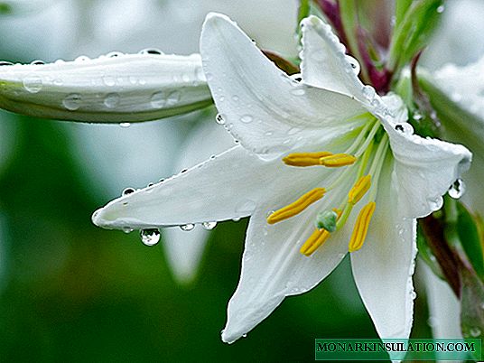 Lily - պարտեզի ծաղիկ, բուրգերային տիպ
