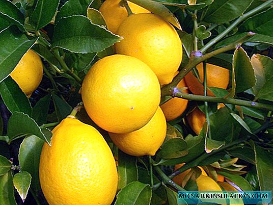 Pemë limoni - si limoni rritet dhe lulëzon