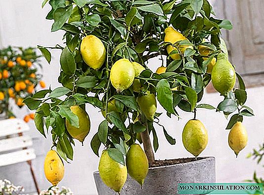 درخت لیمو - مراقبت از گیاه