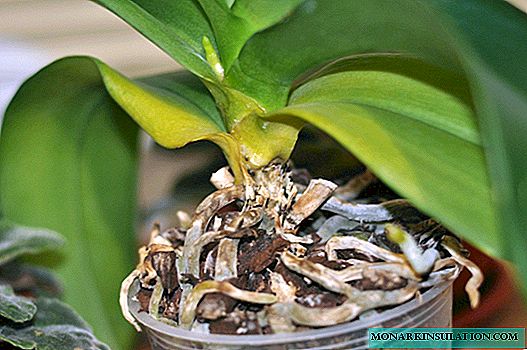 Follas de orquídeas: as principais enfermidades e métodos para tratar con elas