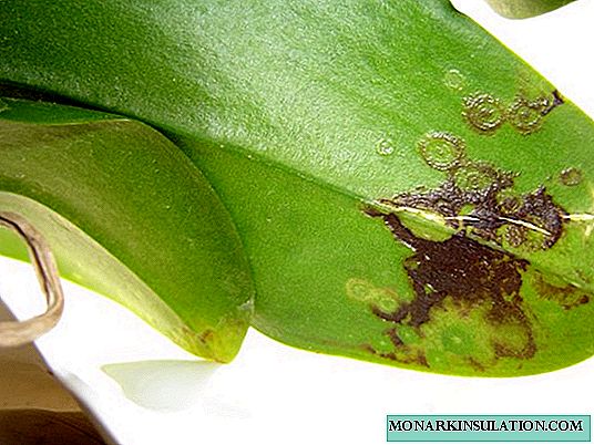 Orkideaj folioj perdis turgon kaj sulkon: kion fari por restarigi
