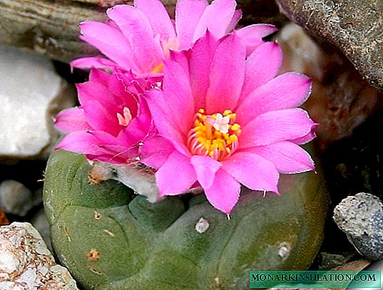 Cactus Lophophora Williamsii - Landaketa eta etxeko zainketa