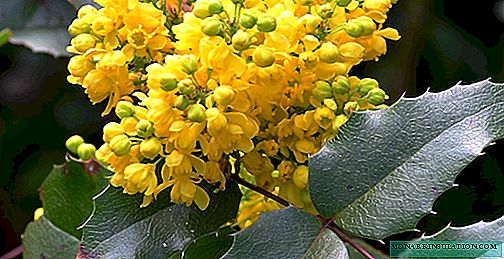 Magonia holly (mahonia aquifolium) - hamısı çalıların yayılması ilə əlaqədardır