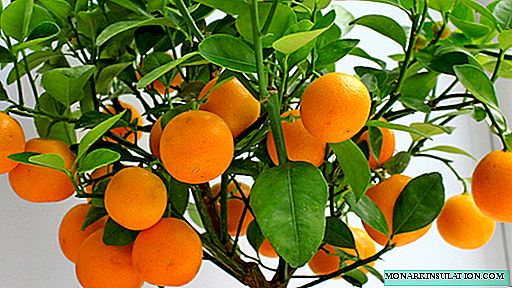 Árbore de mandarina - coidado no fogar