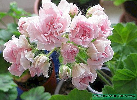 Pelargonium Millfield Mawar (Milfield Rose)