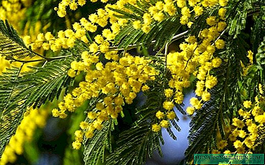 Flor de mimosa: condicións de cultivo e opcións de coidado das plantas