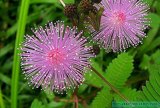 Mimosa bashful - semela sa mofuta ofe, tsohle ka eena