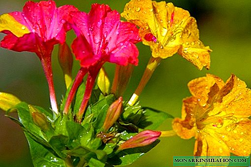 მირაბილის ყვავილი (ღამის სილამაზე) - მცენარის გამრავლება