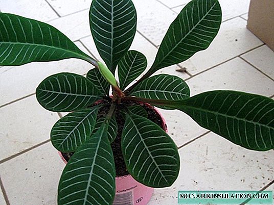 Euphorbia alba - အိမ်တွင်ဖော်ပြချက်နှင့်စောင့်ရှောက်မှု