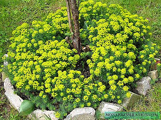 Cypress Euphorbia - hvernig á að sjá um heima