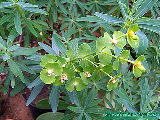 Kamar Euphorbia - urat putih, spesies cemara lan putih liyane