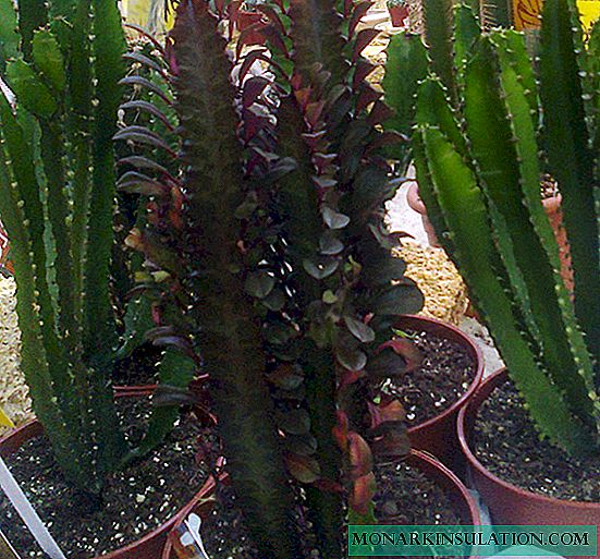 Euphorbia տաճար - տնային խնամք