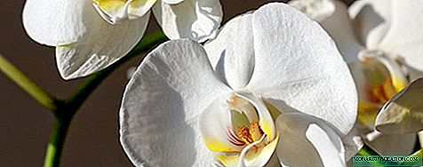 Дали е можно да се трансплантира цветна орхидеја: бројот на пати и потребата за постапка