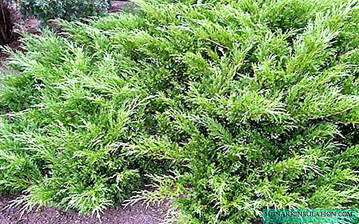 Juniper - grm ili drvo, kako ga razmnožavati i saditi