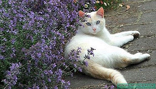 Catnip - ինչպիսի բույս ​​է և ինչ տեսք ունի
