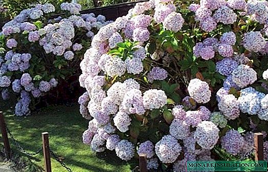 Que ano florece a hortensia despois da plantación?