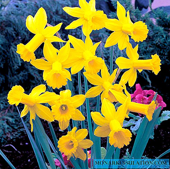 Narcis blom: geel, wit, pienk, buisvormige spesies